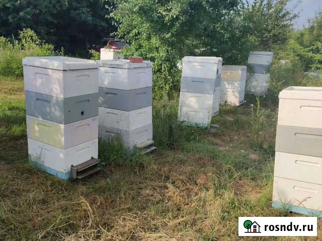 Пчёлы в ульях ппс Хадыженск - изображение 1