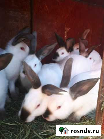 Кролик калифорнийский Павловский Посад - изображение 1