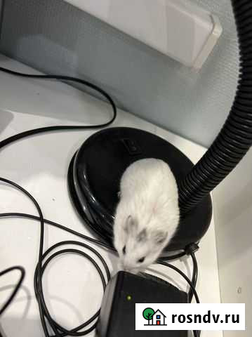 Джунгарский хомяк бесплатно Королев - изображение 1