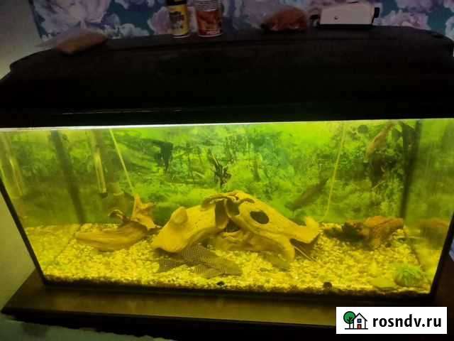 Аквариум Нижний Тагил - изображение 1