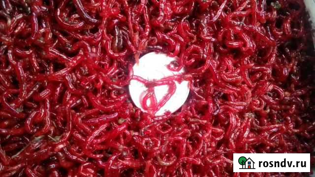 Мотыль Волжск - изображение 1