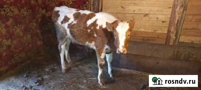 Телята Грибановский - изображение 1