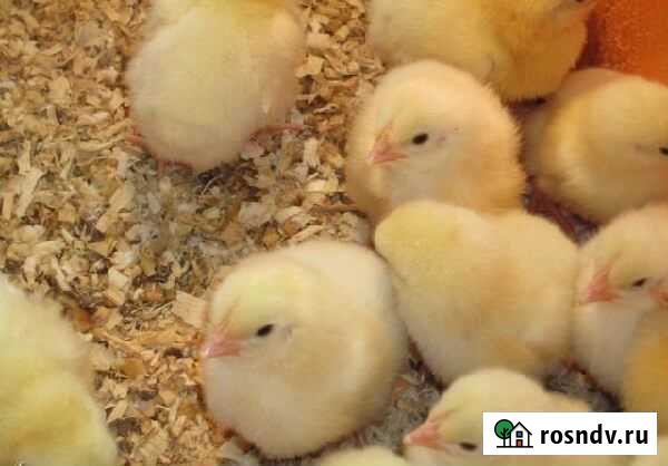 Цыплята Павловск - изображение 1