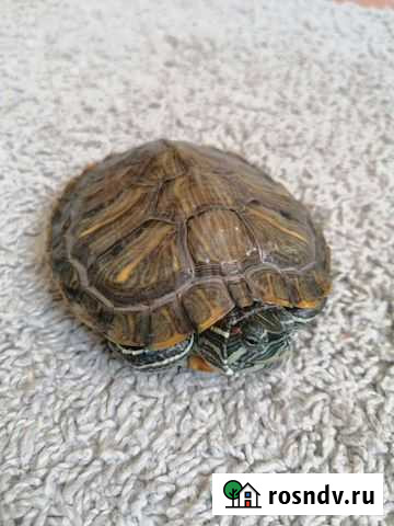 Черепаха Краснодар - изображение 1
