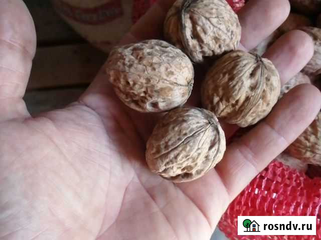 Орех грецкий Ейск - изображение 1