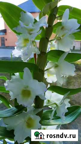 Дендробиум Клинцы - изображение 1