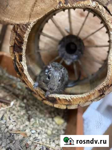 Дегу Чита - изображение 1