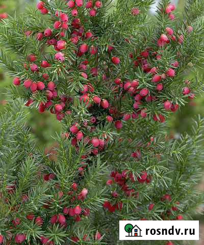 Тис хикси Боровск - изображение 1