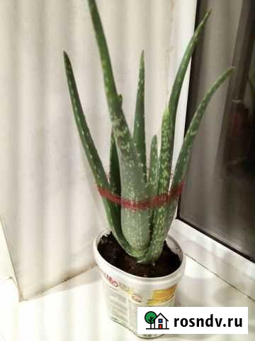 Алоэ лечебный Шахты - изображение 1