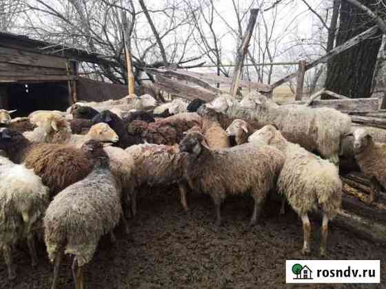 Овцы, бараны, ягнята подростки Прохоровка