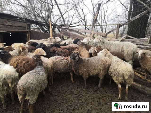 Овцы, бараны, ягнята подростки Прохоровка - изображение 1