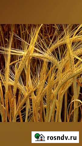 Ячмень Прохоровка - изображение 1