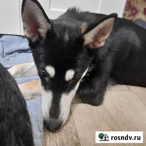 В добрые руки Казань - изображение 1