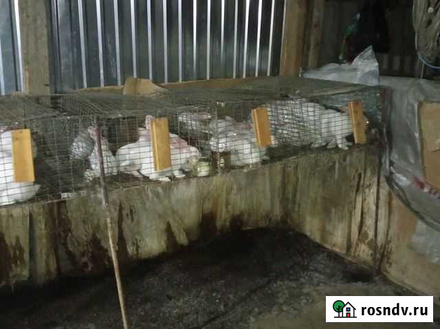 Кролики Малка - изображение 1