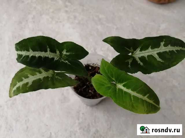 Сингониумы вендланта, конфетти, пинк сплэш Новочеркасск - изображение 1