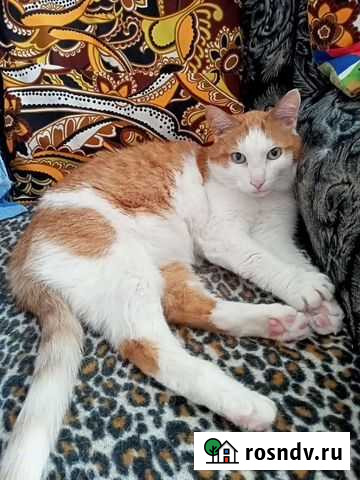 Кот бесплатно Каменск-Уральский - изображение 1