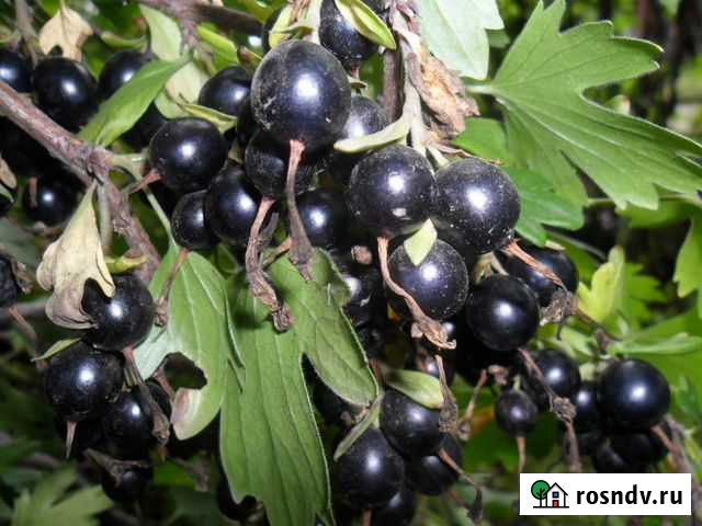 Кусты красной и черной смородины Ростов-на-Дону - изображение 1