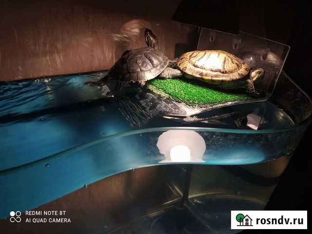 Террариум с красноухим черепашкой Москва - изображение 1