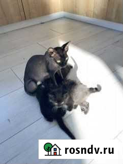 Котята в добрые руки приучены к лотку, кушают сами Белгород - изображение 1