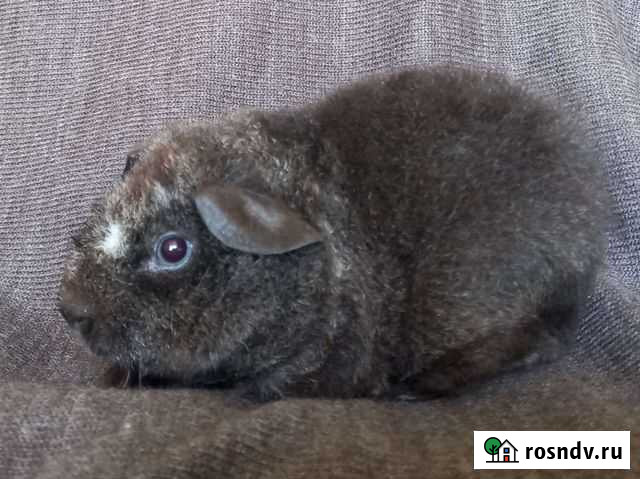 Морская свинка американский тедди мальчик Краснодар - изображение 1