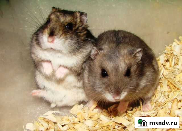Джунгарский хомяк Набережные Челны - изображение 1