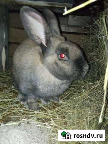Кролик Серпухов - изображение 1
