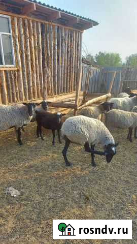 Овцы и Бараны и барашки рамановские Красногвардеец - изображение 1