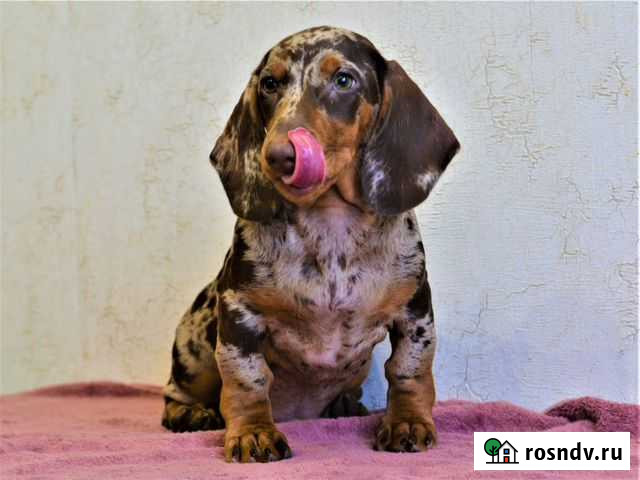 Мраморный стандарт таксик Санкт-Петербург - изображение 1