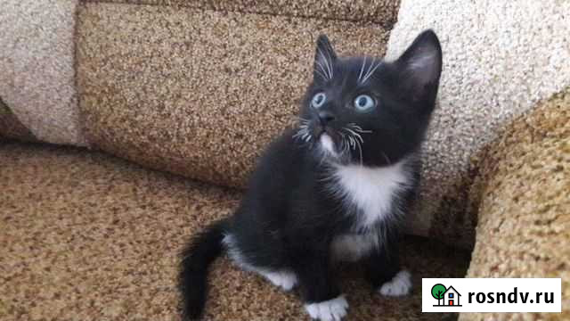 Котята Копейск - изображение 1