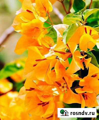 Бугенвиллия оранжевая, для солнечных балконов Феодосия - изображение 1