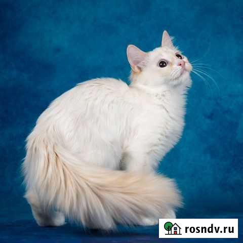 Котёнок девочка Лялечка - ред пойнт, голубоглазая Москва - изображение 1