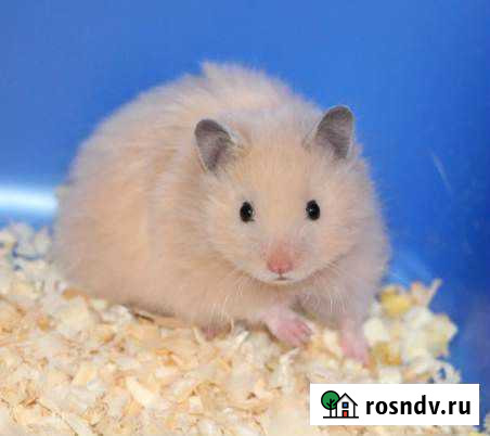 Сирийские хомячки Оренбург - изображение 1