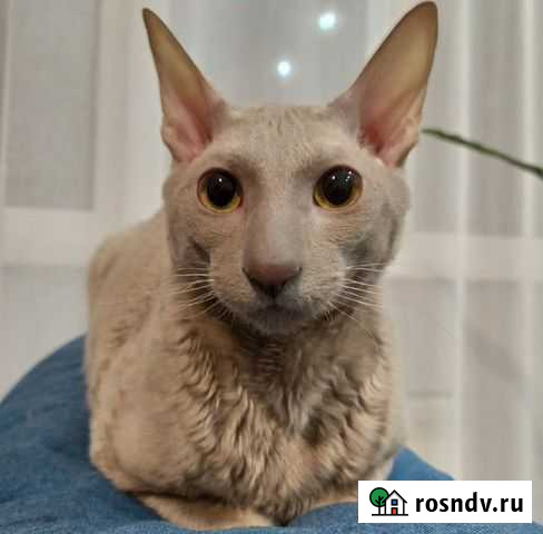 Вязка Владикавказ - изображение 1