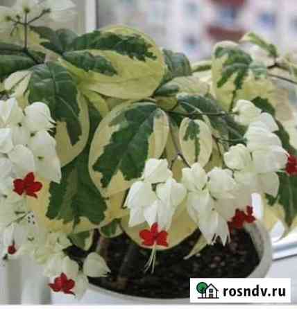 Клеродендрумов Томсона Вариегатные Севастополь