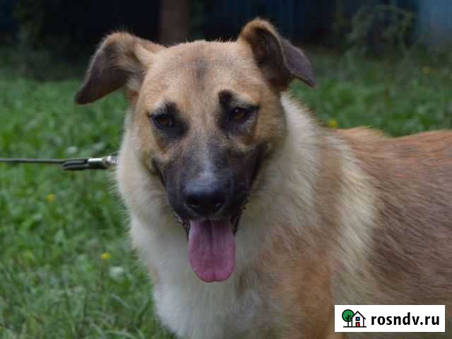 Собака в добрые руки Коломна - изображение 1