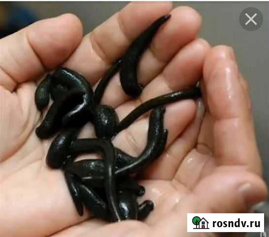 Пиявки медицинские Магнитогорск - изображение 1