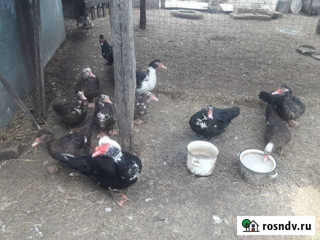 Индоутки Липецк - изображение 1