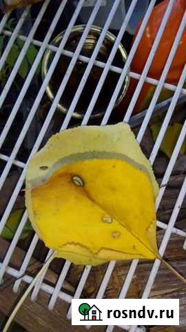 Хоровод в честь богини Макошь Новороссийск - изображение 1