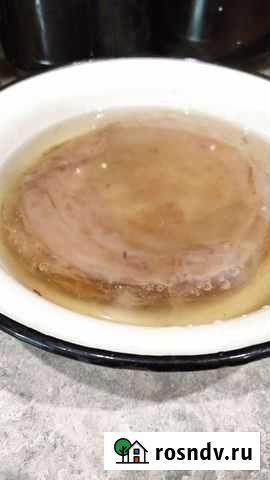 Чайный гриб Ряжск - изображение 1