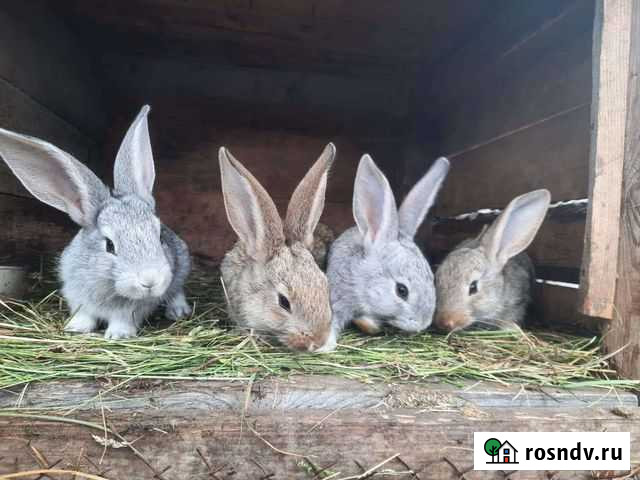 Кролики мясные Мичуринск - изображение 1