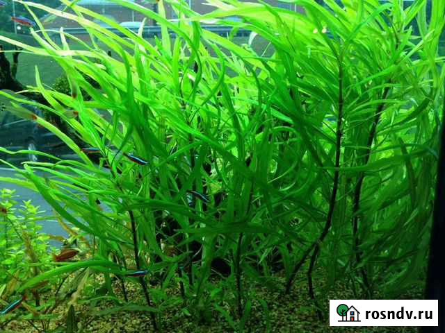 Гигрофила иволистная Севастополь - изображение 1