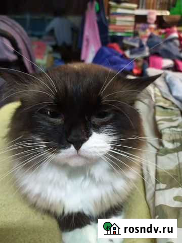 Котик в добрые руки Каменск-Шахтинский - изображение 1