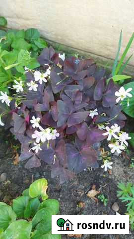 Кислица цветок Воронеж - изображение 1