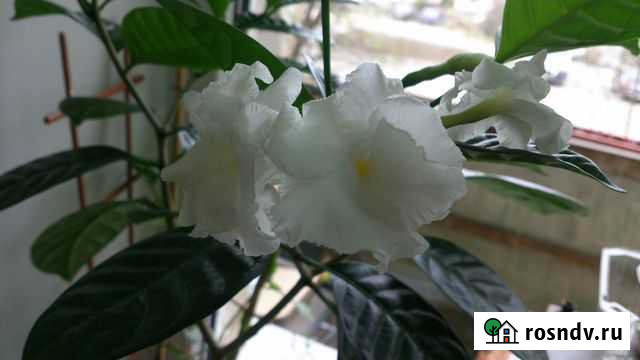 Табернемонтана Владимир - изображение 1