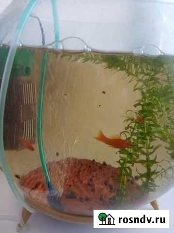 Аквариум 25-30 литров Хабаровск - изображение 1