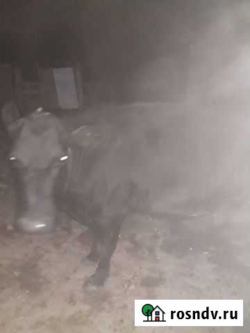 Животные Ипатово - изображение 1