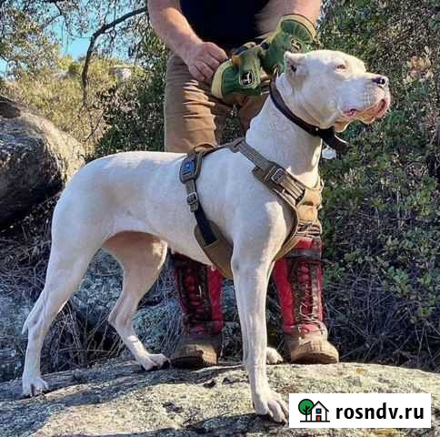 Выгульщик собак Таганрог - изображение 1