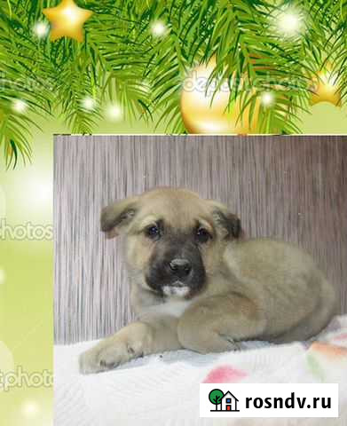 Щенок ищет хозяина Азнакаево - изображение 1