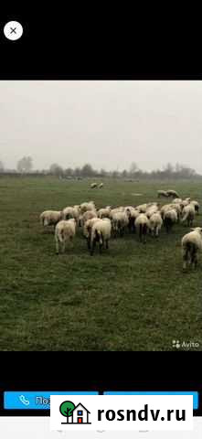 Баранина Черняховск - изображение 1