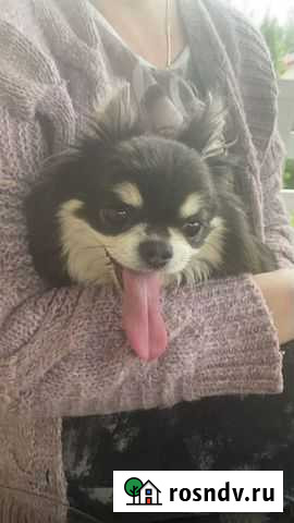 Собака потерялась Куровское - изображение 1